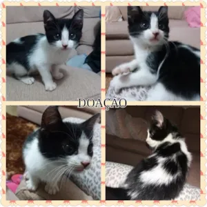 Gato raça SRD idade Abaixo de 2 meses nome Mingau