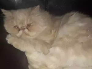 Gato raça Persa idade 1 ano nome Sam