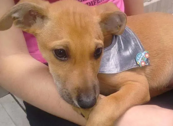 Cachorro ra a Sem Raça Definida idade 2 a 6 meses nome Romeu