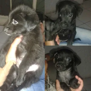Cachorro raça Indefinido idade Abaixo de 2 meses nome Filhotes