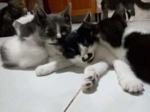 Gato raça Indefinida idade 2 a 6 meses nome sem nome