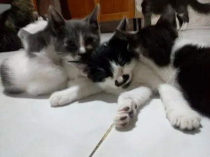 Gato raça Indefinida idade 2 a 6 meses nome sem nome