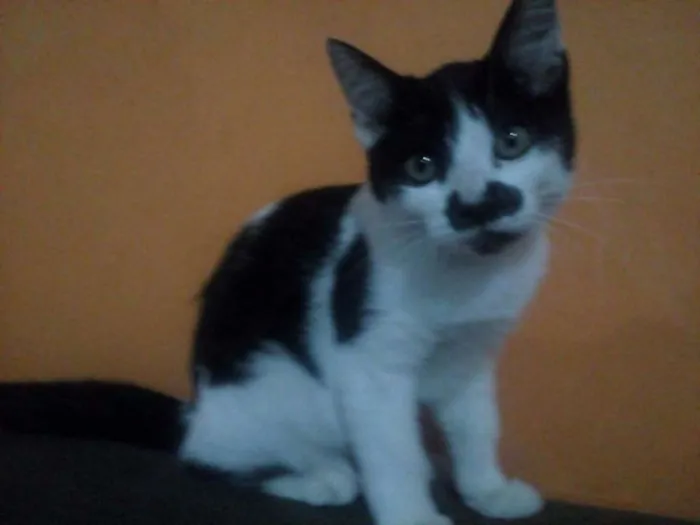 Gato ra a Indefinida idade 2 a 6 meses nome sem nome