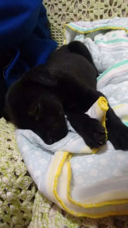 Cachorro ra a SRD idade Abaixo de 2 meses nome ADOTE um filhote