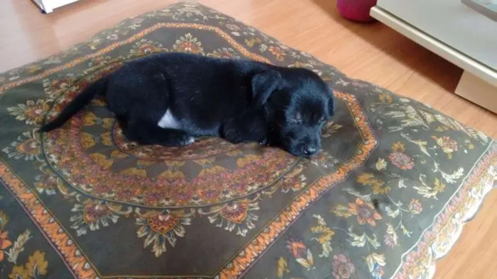 Cachorro ra a SRD idade Abaixo de 2 meses nome ADOTE um filhote