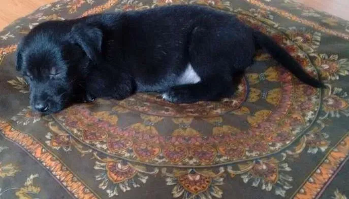 Cachorro ra a SRD idade Abaixo de 2 meses nome ADOTE um filhote