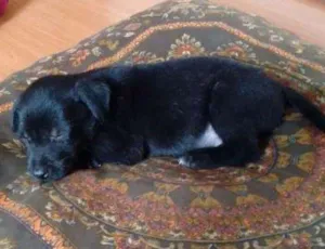 Cachorro raça SRD idade Abaixo de 2 meses nome ADOTE um filhote