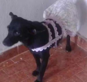 Cachorro raça Indefinida idade 2 anos nome Neguinha