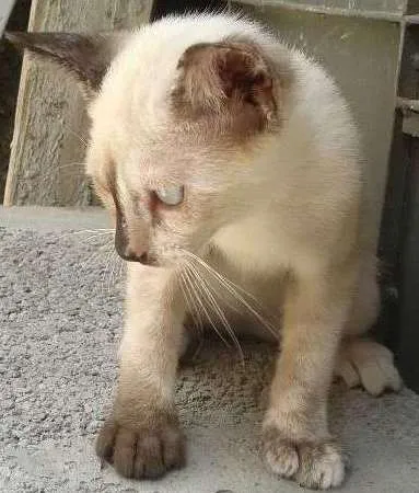 Gato ra a siames e murisco idade 2 a 6 meses nome sem nome