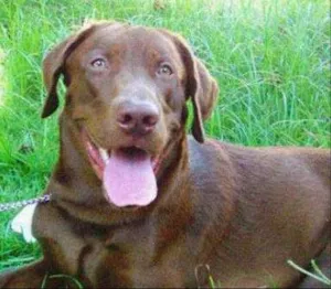 Cachorro raça labrador chocolate idade 1 ano nome kiara