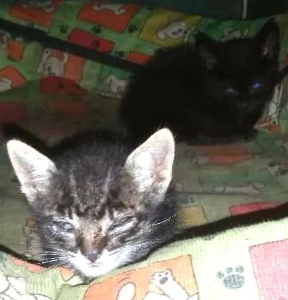 Gato ra a  idade Abaixo de 2 meses nome Sem nome