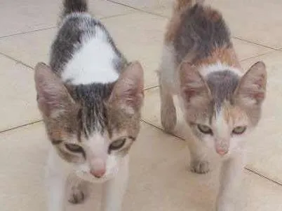 Gato raça Não sei idade 2 a 6 meses nome Fominha