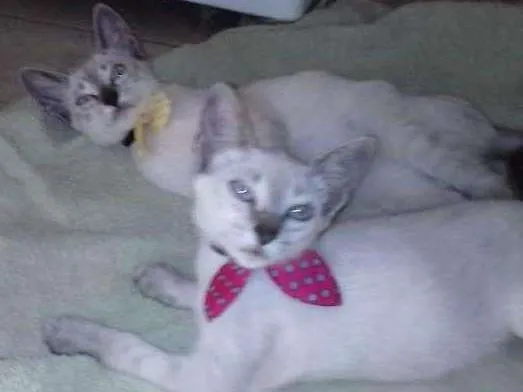 Gato ra a siamês claro idade 2 a 6 meses nome sem nome