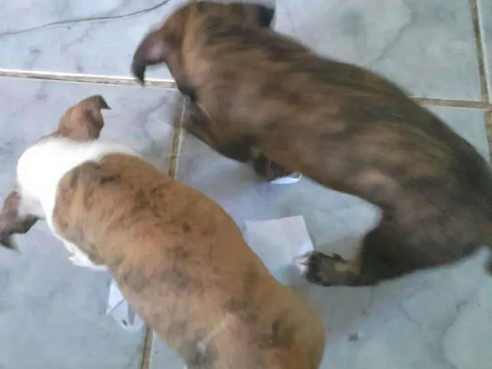 Cachorro ra a Pet bul com viralata idade Abaixo de 2 meses nome São recém nascido