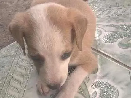 Cachorro raça vira-lata  idade Abaixo de 2 meses nome Filhote 