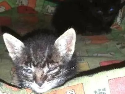 Gato ra a  idade Abaixo de 2 meses nome Sem nome