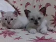 adelaide, ciro, nick