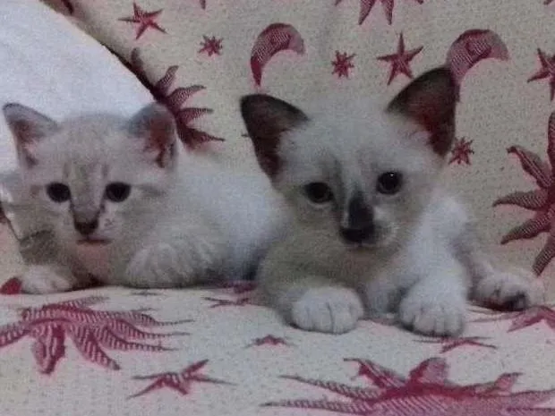 Gato raça misturada idade 2 a 6 meses nome adelaide, ciro, nick