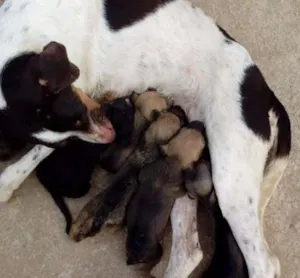 Cachorro raça Viralata idade Abaixo de 2 meses nome Não tem nome