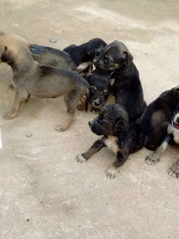 Cachorro raça Viralata idade Abaixo de 2 meses nome Não tem nome
