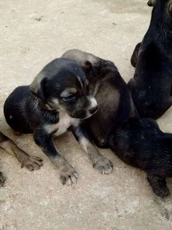 Cachorro raça Viralata idade Abaixo de 2 meses nome Não tem nome