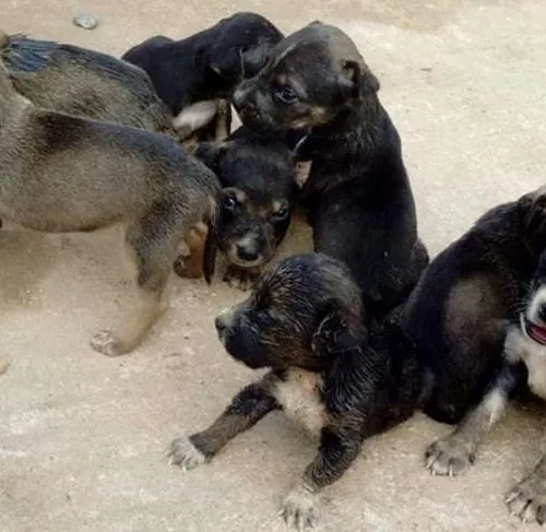 Cachorro raça Viralata idade Abaixo de 2 meses nome Não tem nome