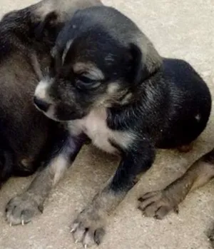 Cachorro raça Viralata idade Abaixo de 2 meses nome Não tem nome