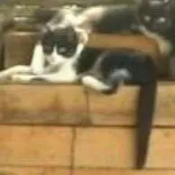 Gato ra a  idade 2 a 6 meses nome Gatinhos