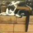 Gatinhos
