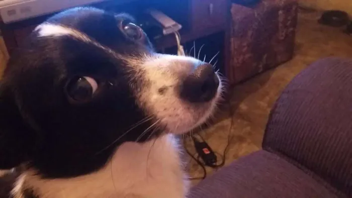 Cachorro raça RND idade 6 ou mais anos nome Rebeca