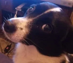 Cachorro raça RND idade 6 ou mais anos nome Rebeca