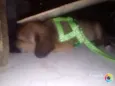 Marley