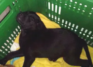 Cachorro raça nao definida idade 2 a 6 meses nome pretinho