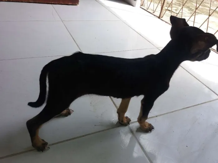 Cachorro raça Vira lata  idade 2 a 6 meses nome Dora