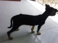 Dora