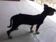 Dora