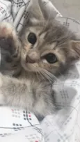 Amora