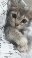 Amora
