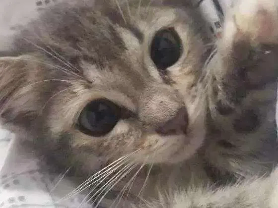 Gato ra a Não sabemos  idade 2 a 6 meses nome Amora