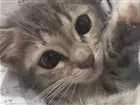Gato raça Não sabemos  idade 2 a 6 meses nome Amora
