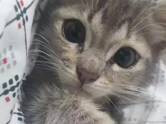 Gato ra a Não sabemos  idade 2 a 6 meses nome Amora