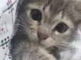 Amora