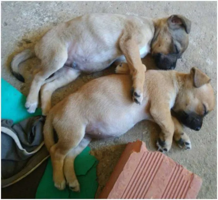 Cachorro ra a Vira lata idade Abaixo de 2 meses nome Não tem