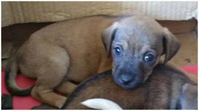 Cachorro ra a Vira lata idade Abaixo de 2 meses nome Não tem