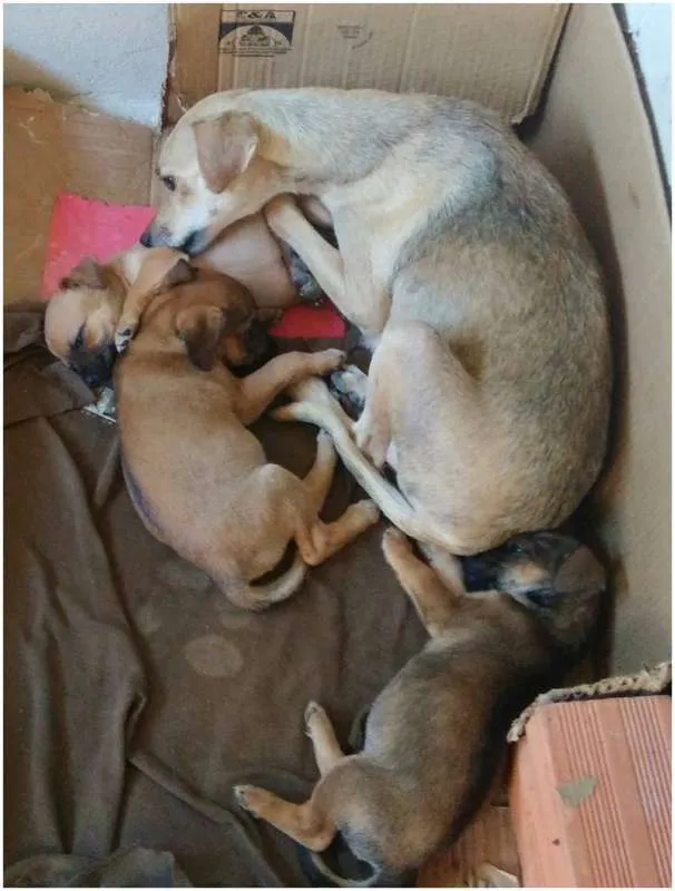 Cachorro ra a Vira lata idade Abaixo de 2 meses nome Não tem