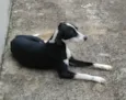 Pretinha