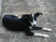 Pretinha