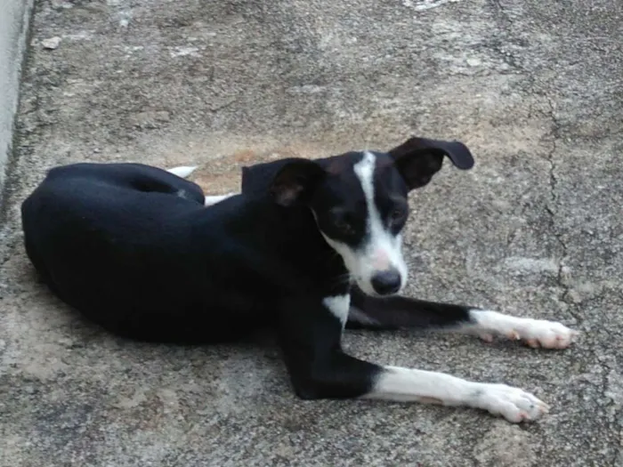 Cachorro ra a Viralata idade 1 ano nome Pretinha