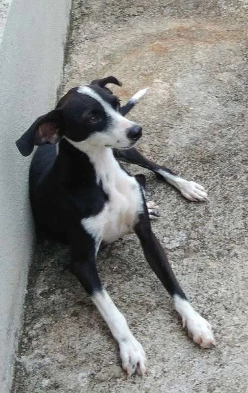 Cachorro ra a Viralata idade 1 ano nome Pretinha