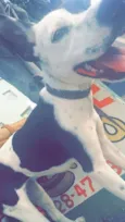 Jujuba